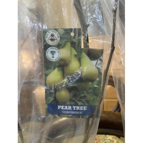 527 - Pear tree