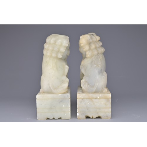 38 - PAIR OF CHINESE SOAPSTONE LION DOGS, 20TH CENTURY. Each on rectangular pedestals. 13cm height. (2)