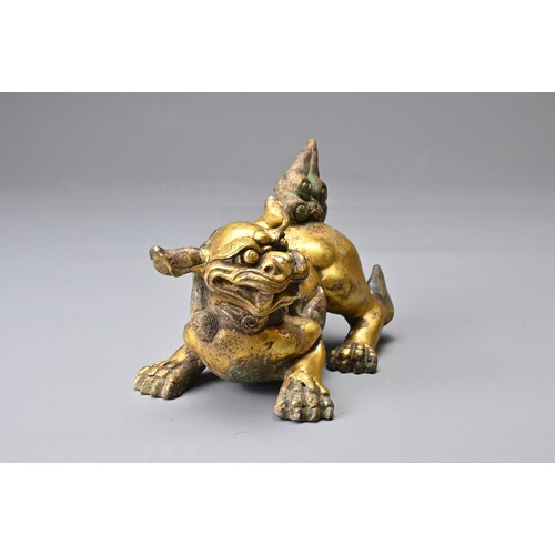 181 - A CHINESE GILT BRONZE FIGURE OF A LION, MING DYNASTY STYLE. In a playful position with its head turn... 
