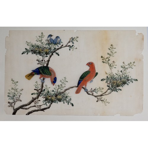 199 - THREE CHINESE PITH PAINTINGS, QING DYNASTY - Studies of Exotic Birds Within Floral Scenes, gouache o... 