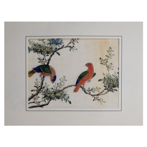 199 - THREE CHINESE PITH PAINTINGS, QING DYNASTY - Studies of Exotic Birds Within Floral Scenes, gouache o... 