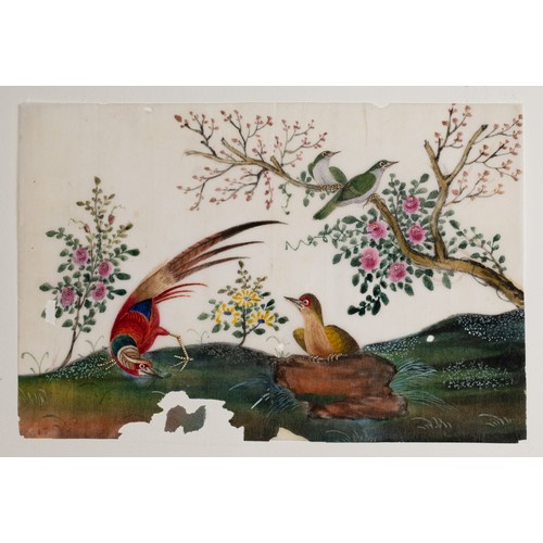 199 - THREE CHINESE PITH PAINTINGS, QING DYNASTY - Studies of Exotic Birds Within Floral Scenes, gouache o... 