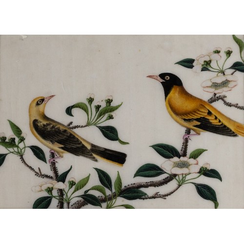 199 - THREE CHINESE PITH PAINTINGS, QING DYNASTY - Studies of Exotic Birds Within Floral Scenes, gouache o... 