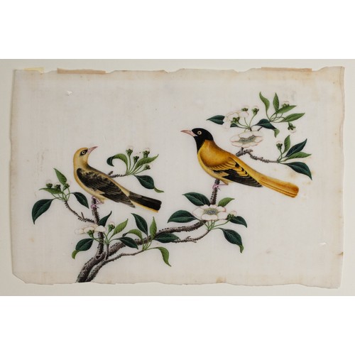 199 - THREE CHINESE PITH PAINTINGS, QING DYNASTY - Studies of Exotic Birds Within Floral Scenes, gouache o... 