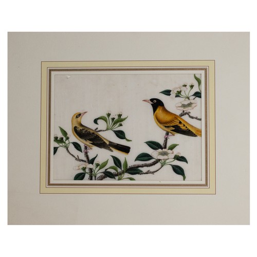 199 - THREE CHINESE PITH PAINTINGS, QING DYNASTY - Studies of Exotic Birds Within Floral Scenes, gouache o... 