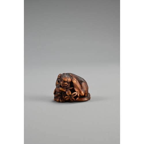 303 - JAPANESE EDO PERIOD BOXWOOD NETSUKE OF A SHISHI GUARDING A SACRED BALL, Mid 19th century, Asakusa sc... 