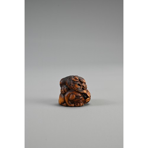 303 - JAPANESE EDO PERIOD BOXWOOD NETSUKE OF A SHISHI GUARDING A SACRED BALL, Mid 19th century, Asakusa sc... 