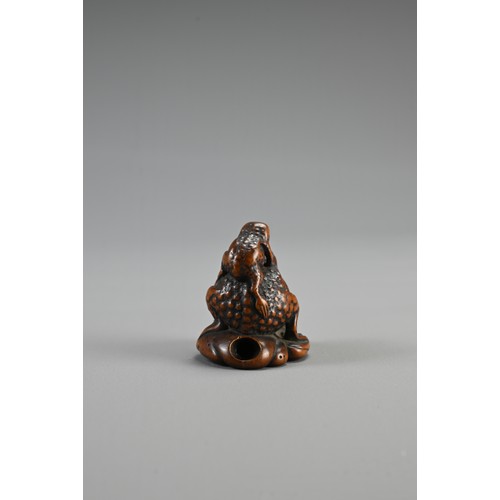 299 - JAPANESE EDO PERIOD BOXWOOD NETSUKE OF TWO TOADS, with the mother carrying her young on her back. un... 