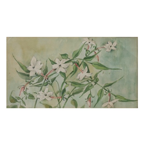 325 - KAY CORIAT (20th Century) - Two botanical studies of Jasmine and Achillia The Pearl, watercolour and... 