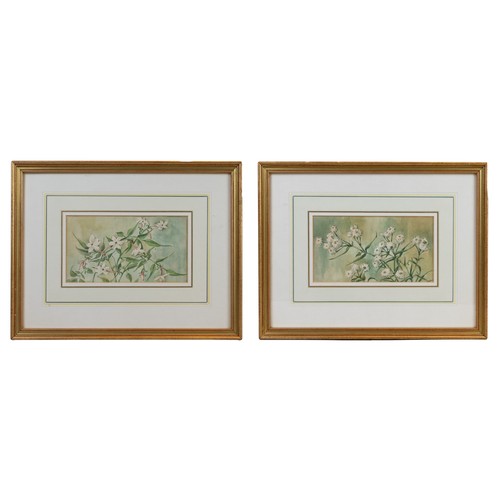 325 - KAY CORIAT (20th Century) - Two botanical studies of Jasmine and Achillia The Pearl, watercolour and... 