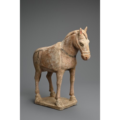 160 - A CHINESE PAINTED POTTERY MODEL OF A HORSE, TANG DYNASTY. Modelled standing four square, decorated w... 