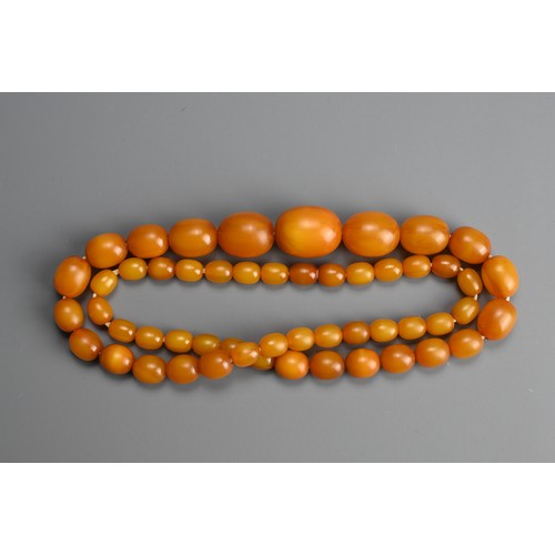 229 - A GRADUATED AMBER BEAD NECKLACE. Ovoid beads of butterscotch colour in graduating sizes with screw c... 