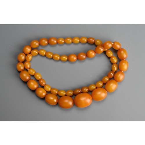 229 - A GRADUATED AMBER BEAD NECKLACE. Ovoid beads of butterscotch colour in graduating sizes with screw c... 