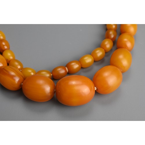 229 - A GRADUATED AMBER BEAD NECKLACE. Ovoid beads of butterscotch colour in graduating sizes with screw c... 