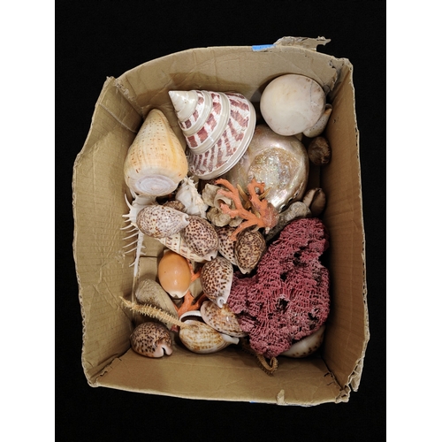 54 - BOX OF ANTIQUE SEASHELLS AND FOSSILS