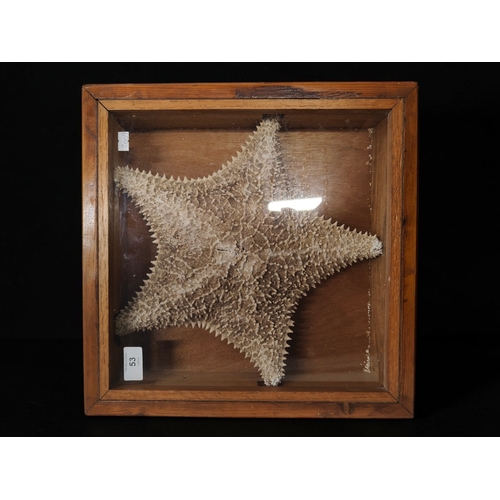 Lot 53        