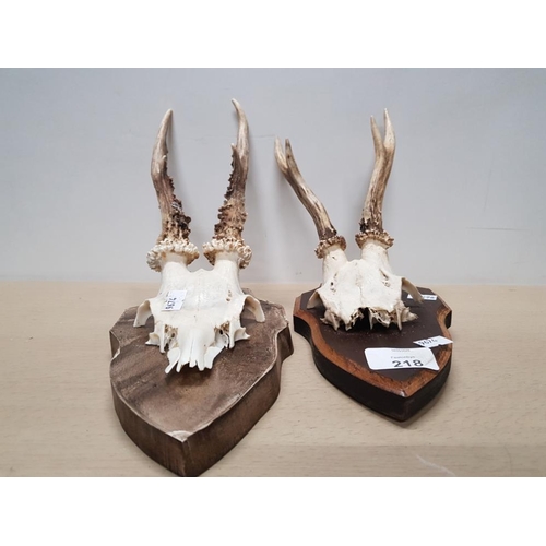 218 - 2 ASSORTED SIZED ROEBUCK DEER HEADS