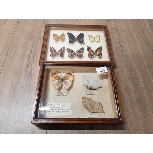 247 - 2 FRAMED BUTTERFLY DISPLAYS CONTAINING 8 ASSORTED BREEDS