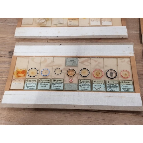 389 - A COLLECTION OF VICTORIAN MICROSCOPE SLIDES TO INCLUDE MAYFLY WING ALGAE ETC