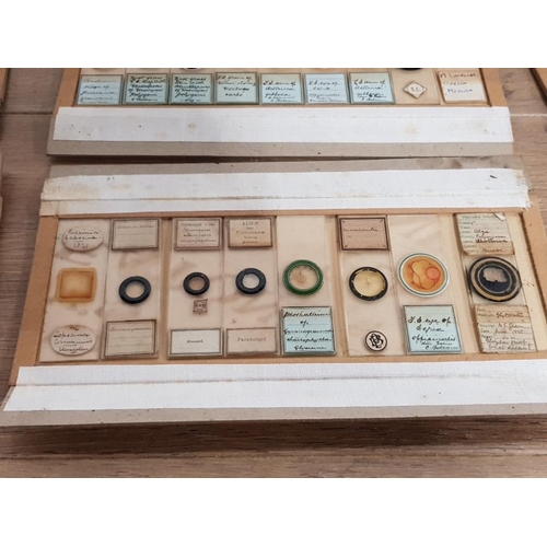 389 - A COLLECTION OF VICTORIAN MICROSCOPE SLIDES TO INCLUDE MAYFLY WING ALGAE ETC