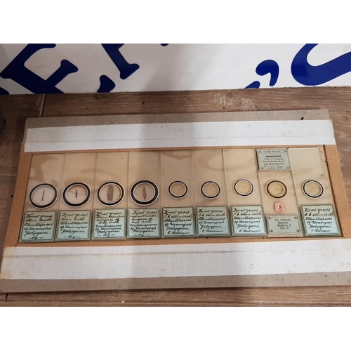 389 - A COLLECTION OF VICTORIAN MICROSCOPE SLIDES TO INCLUDE MAYFLY WING ALGAE ETC