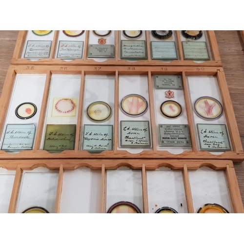 390 - A COLLECTION OF VICTORIAN MICROSCOPE SLIDES TO INCLUDE BUTTERWORT VIRGINIA CREEPER MAIZE ETC