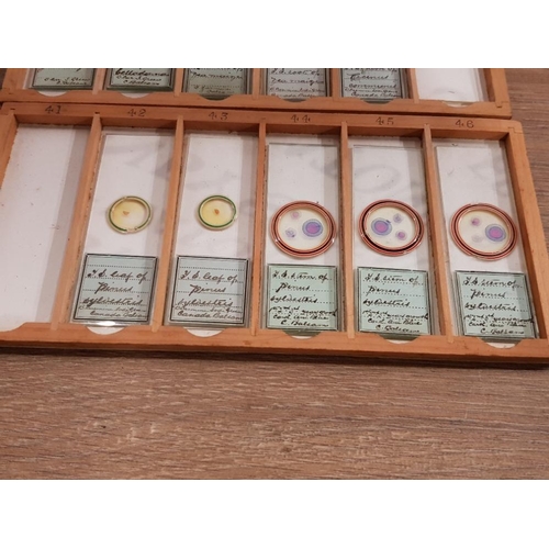 390 - A COLLECTION OF VICTORIAN MICROSCOPE SLIDES TO INCLUDE BUTTERWORT VIRGINIA CREEPER MAIZE ETC