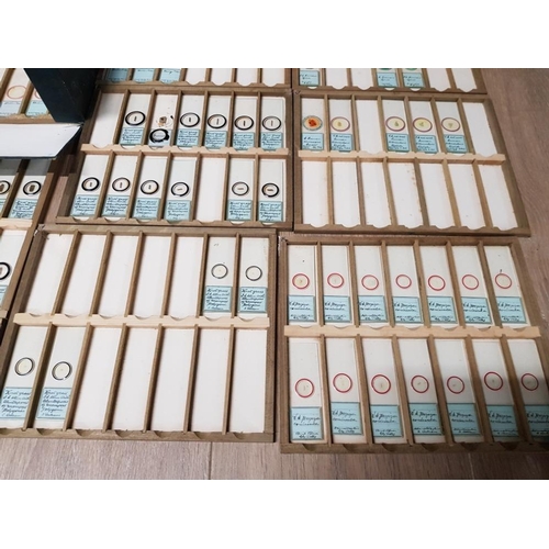 435 - A COLLECTION OF VICTORIAN MICROSCOPE SLIDES TO INCLUDE ORGANS GRAINS OF WHEAT KNOT GRASS ETC