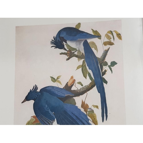 184 - COLLECTION OF FRAMED PRINTS MAINLY OF LOCAL INTEREST AND BIRDS FROM THE NATIONAL GALLERY OF ART WASH... 
