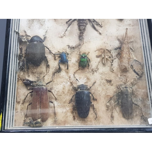 29 - NICELY CASED SELECTION MALAYSIAN BEETLES CICADA SCORPION ETC SOME DAMAGED