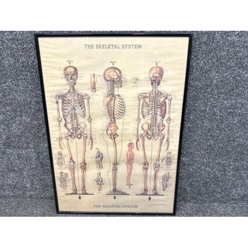 128 - Framed Vintage medical/science school poster - The Skeletal System - 51x71cm