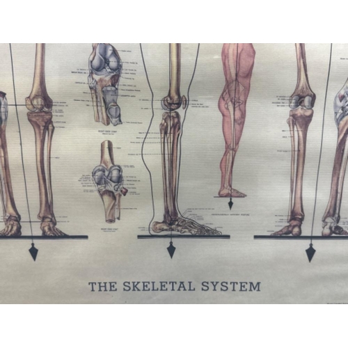 128 - Framed Vintage medical/science school poster - The Skeletal System - 51x71cm