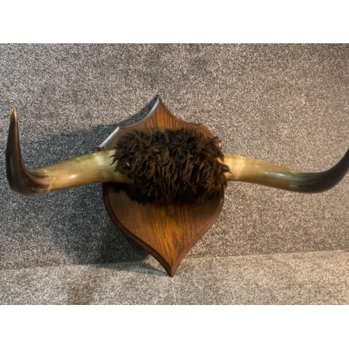 240 - A wall hanging buffalo horn display on wooden shield