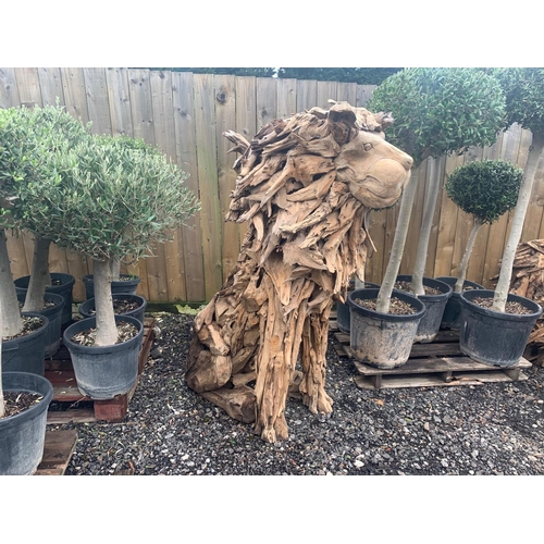 83 - HUGE WOODEN 5FT TALL SCULPTED DRIFTWOOD LION STANDING