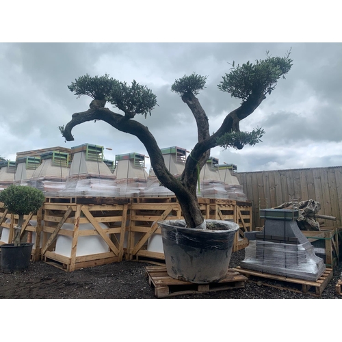 1 - 200 + YEAR OLD IMMACULATELY BALANCED ORNATE HEAVILY BRANCHED DECORATIVE OLIVE MASSIVE BONSAI TREE AP... 