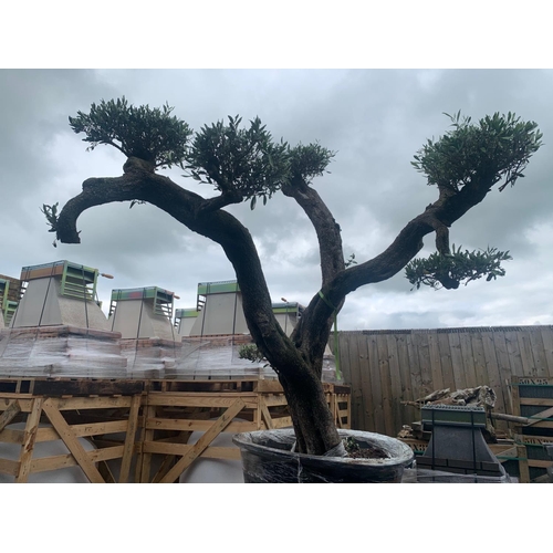 1 - 200 + YEAR OLD IMMACULATELY BALANCED ORNATE HEAVILY BRANCHED DECORATIVE OLIVE MASSIVE BONSAI TREE AP... 