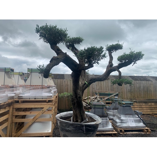 1 - 200 + YEAR OLD IMMACULATELY BALANCED ORNATE HEAVILY BRANCHED DECORATIVE OLIVE MASSIVE BONSAI TREE AP... 