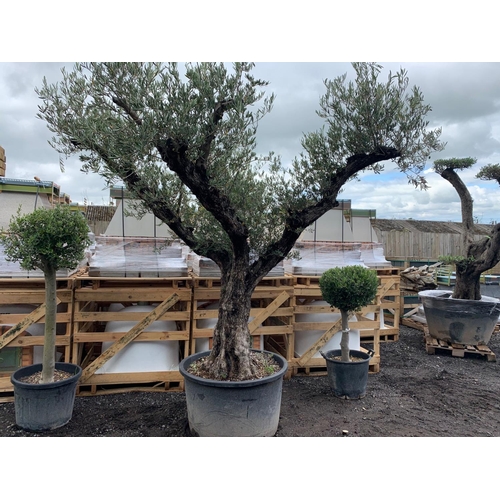 39 - HUGE 3M PLUS 150YR OLD OLIVE TREE APEALLING FROM ALL SIDES (IMAGE FOR ILLUSTRATION PURPOSES ONLY - E... 