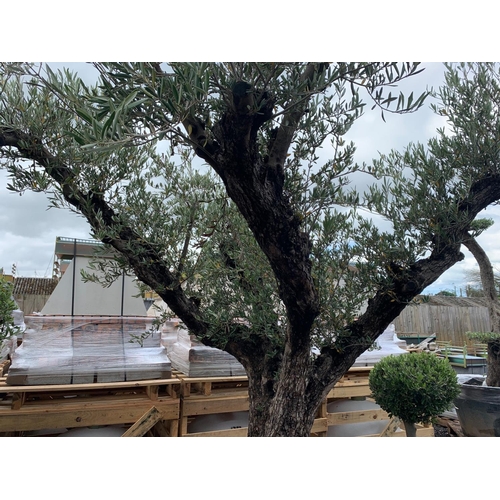 39 - HUGE 3M PLUS 150YR OLD OLIVE TREE APEALLING FROM ALL SIDES (IMAGE FOR ILLUSTRATION PURPOSES ONLY - E... 