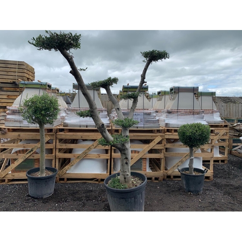 126 - LARGE ORNATE BONSAI CLOUD PLANK  2M TALL DECORATIVE OLIVE TREE IN POT