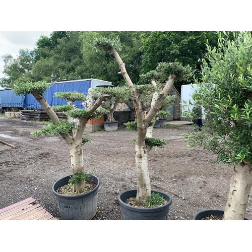 126 - LARGE ORNATE BONSAI CLOUD PLANK  2M TALL DECORATIVE OLIVE TREE IN POT