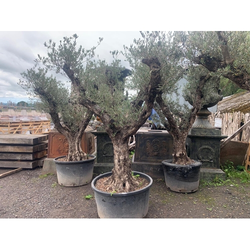 137 - HUGE 2.5M PLUS 150YR OLD OLIVE TREE APEALLING FROM ALL SIDES