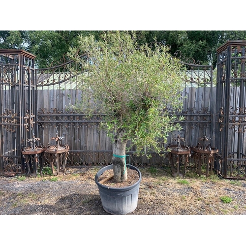 121 - HUGE POTTED OLIVE BUSH TREE