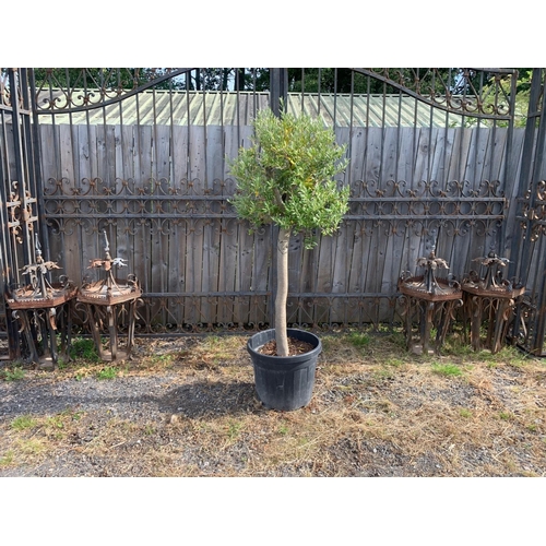 45 - HEAVY TRUNK 1.5M-1.7M  TALL APPROX - POTTED OLIVE DECORATIVE TREE