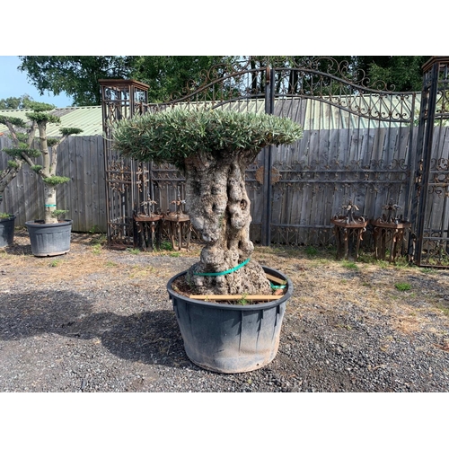 168 - ANCIENT POTTED TABLE TOP OLIVE TREE