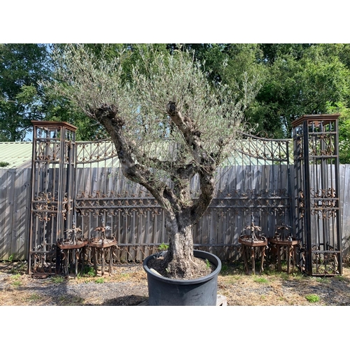 169 - ANCIENT OLIVE TREE WITH KNARLED DECORATIVE TRUNK APPROX 2.6M TALL