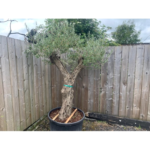 171 - ANCIENT OLIVE TREE WITH DECORATIVE SPLIT TRUNK APPROX 2.0M TALL