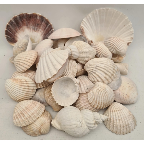 396 - Box of Assorted Sea Shells. Shipping is available. Please ask for a quote before bidding. Where poss... 