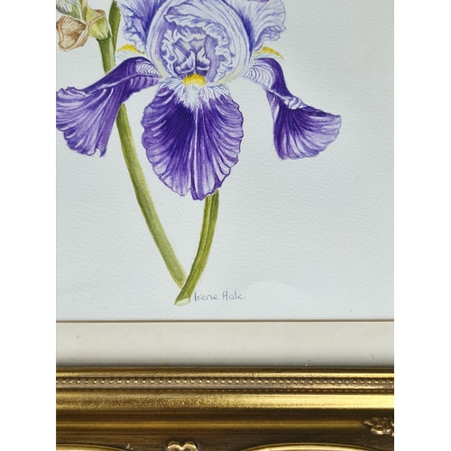 245 - Vintage Art Watercolour Painting of Iris on Board. Signed lower middle Irene Hale. Measures 15 inche... 