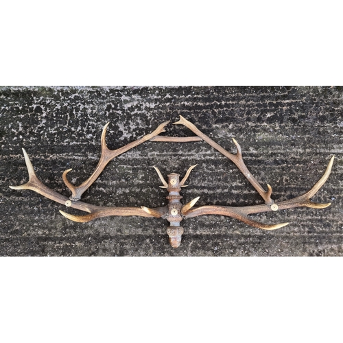 35 - Black Forest Deer Antler Wall Mounted Coat Rack. Measures 114cm wide by 50cm tall. Shipping is avail... 